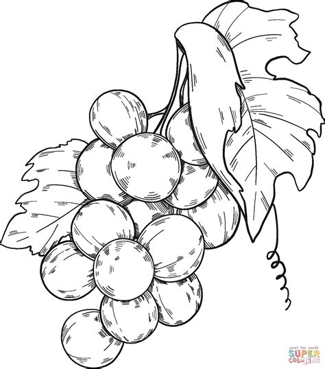 grapes coloring book|bunch of grapes coloring page.